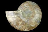 Cut & Polished Ammonite Fossil (Half) - Madagascar #166845-1